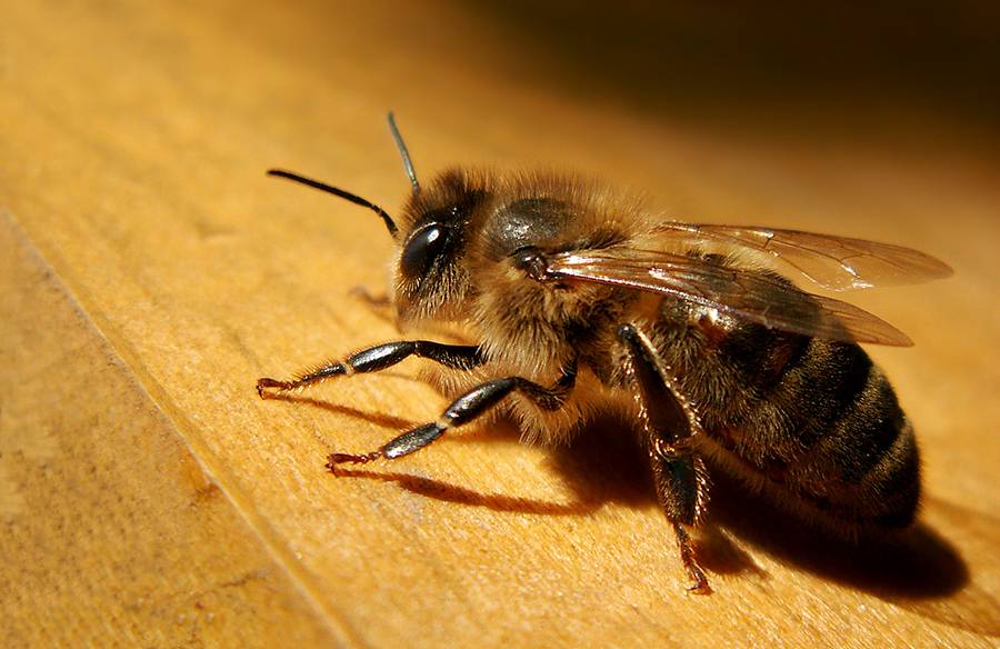 abeilles abeilles