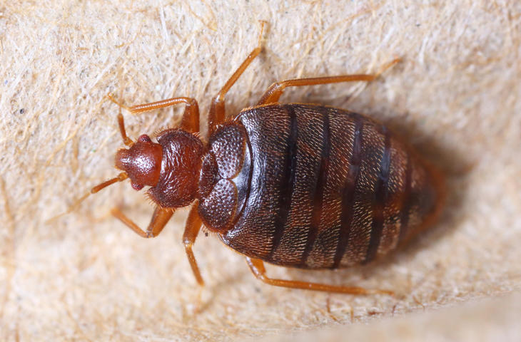 Cimex hemipterus Close up cimex hemipterus on corrugated recycle paper
